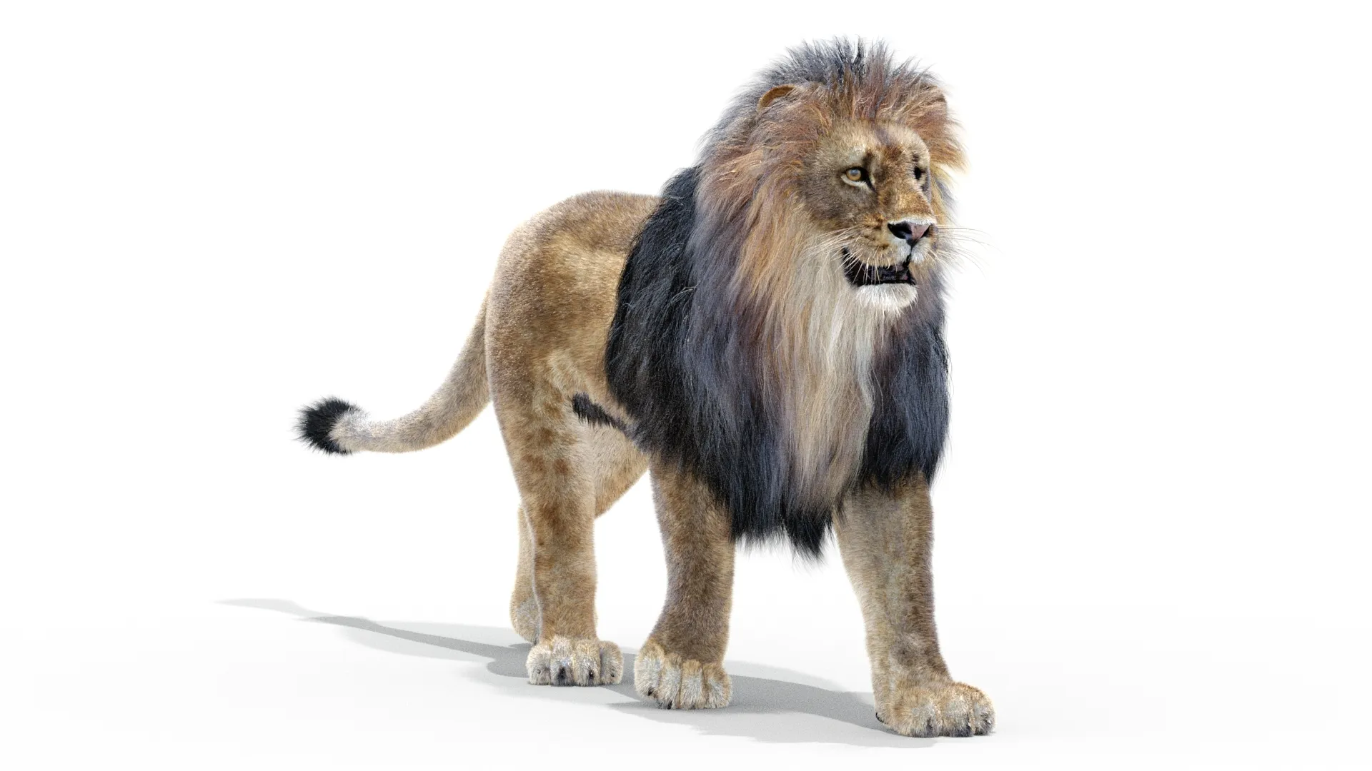 Animated Lion - Hair and Fur Low-Poly 3D Model .c4d .max .obj .3ds .fbx .stl .blend 