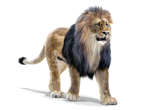 Animated Lion - Hair and Fur Low-Poly 3D Model