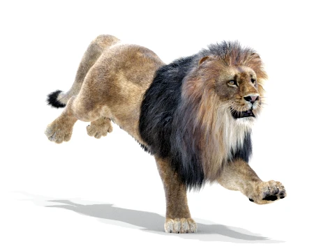 Animated Lion - Hair and Fur Low-Poly 3D Model