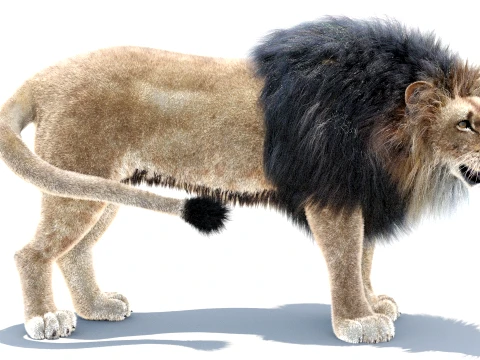 Animated Lion - Hair and Fur Low-Poly 3D Model