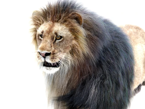 Animated Lion - Hair and Fur Low-Poly 3D Model