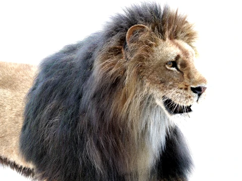 Animated Lion - Hair and Fur Low-Poly 3D Model