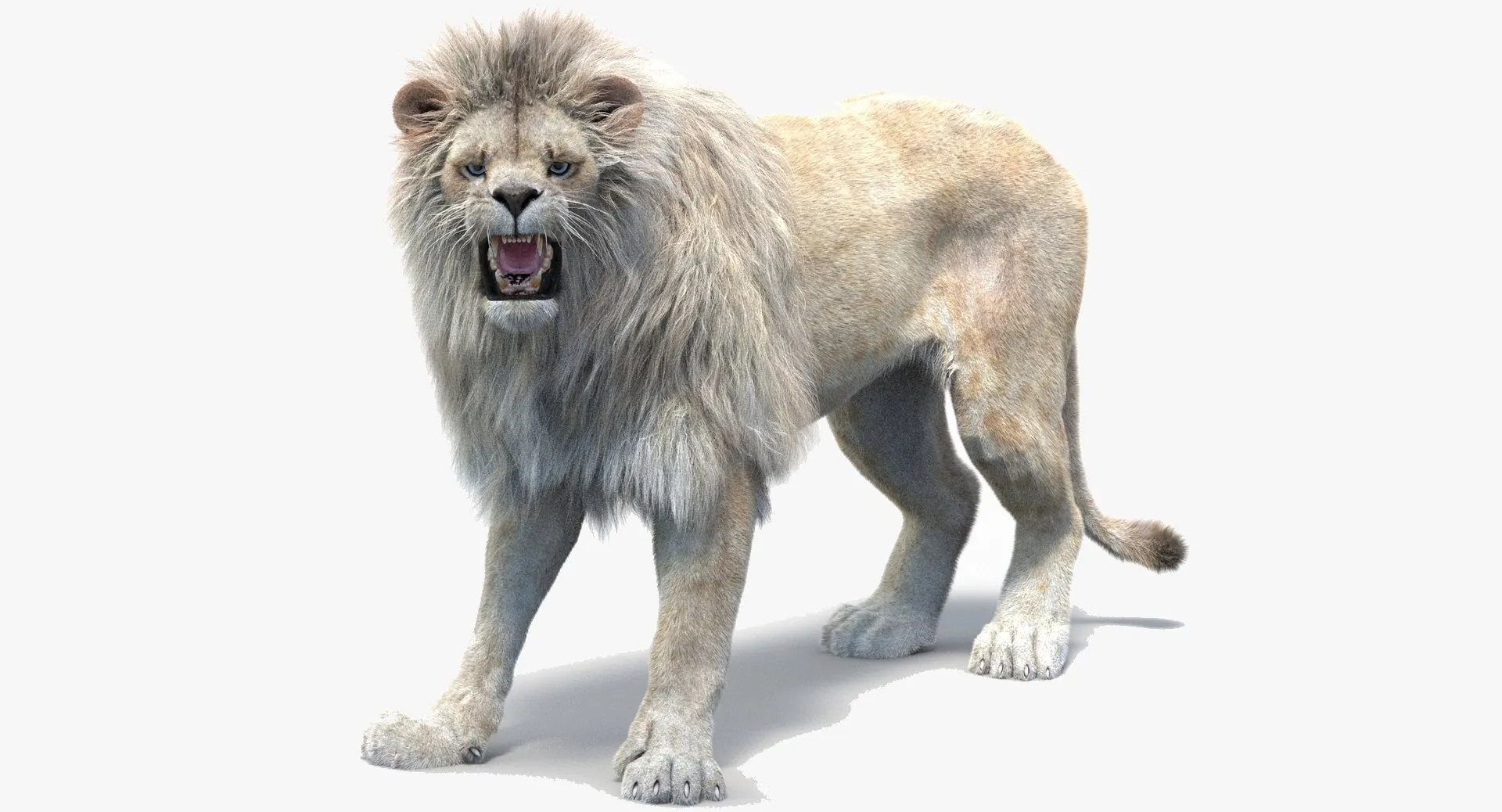 Rigged White Lion - Hair and Fur 3D Model .c4d .max .obj .3ds .fbx .stl .blend