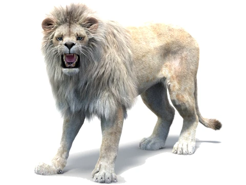 Rigged White Lion - Hair and Fur 3D Model