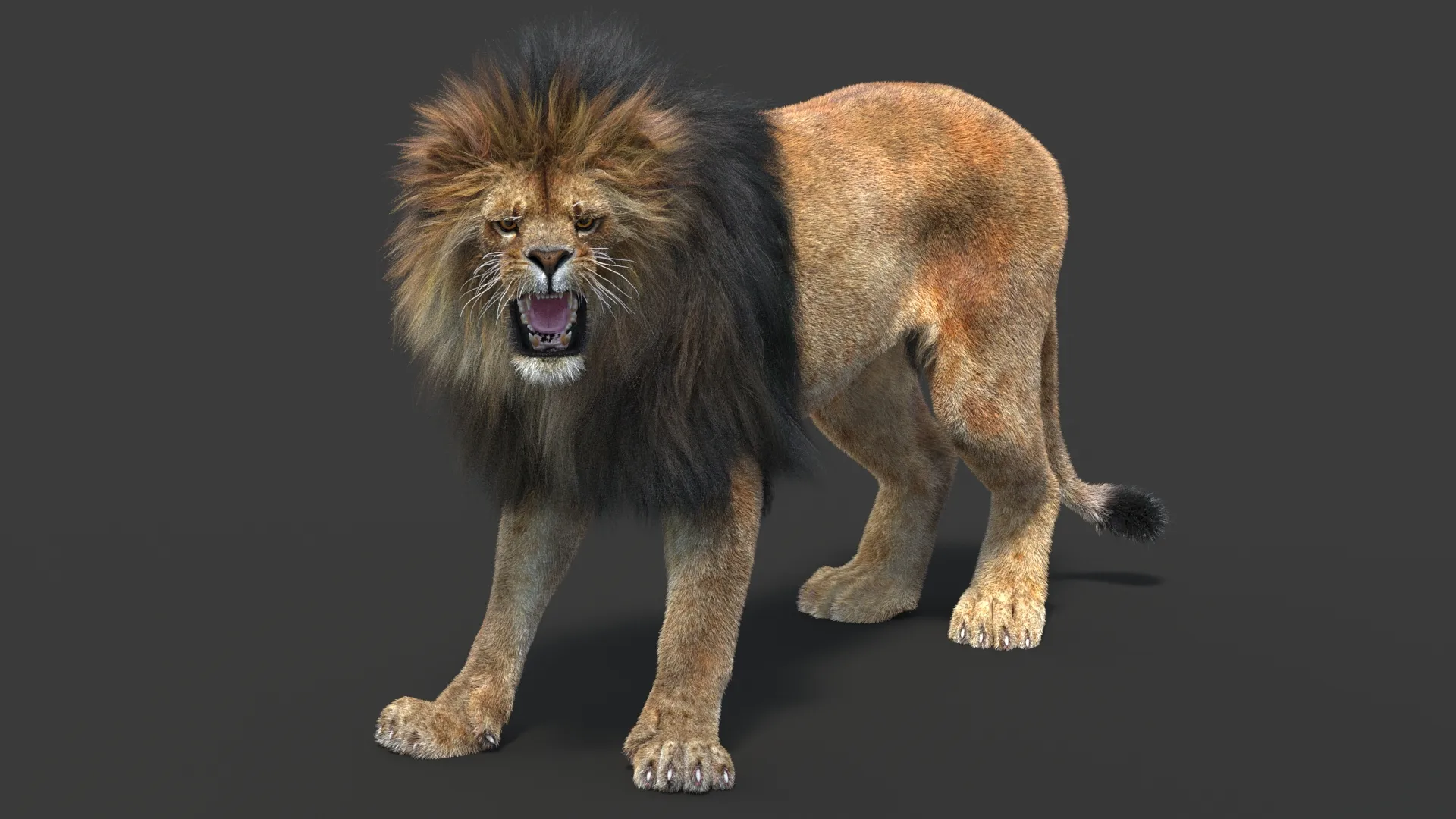 Rigged Lion - Hair and Fur 3D Model .c4d .max .obj .3ds .fbx .stl .blend 