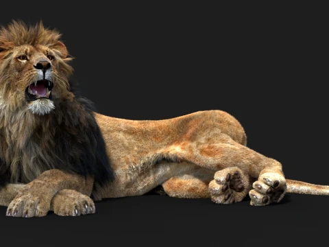Rigged Lion - Hair and Fur 3D Model