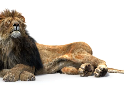 Rigged Lion - Hair and Fur 3D Model