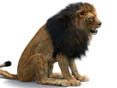 Rigged Lion - Hair and Fur 3D Model