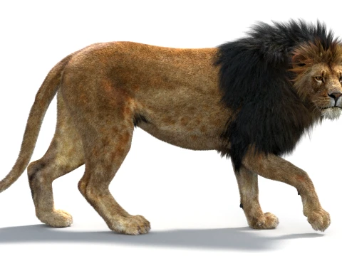 Rigged Lion - Hair and Fur 3D Model