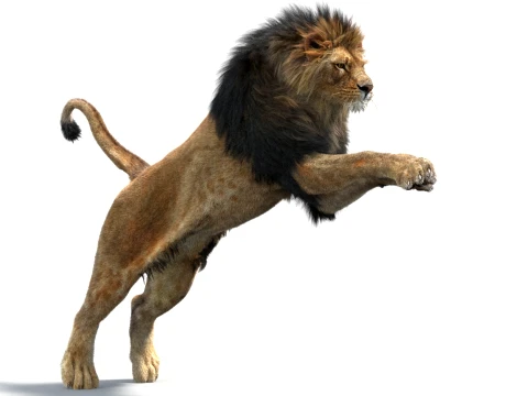 Rigged Lion - Hair and Fur 3D Model