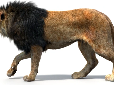 Rigged Lion - Hair and Fur 3D Model
