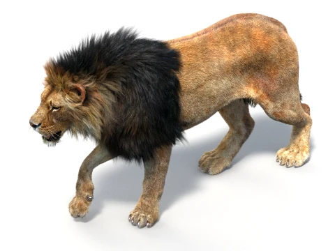 Rigged Lion - Hair and Fur 3D Model