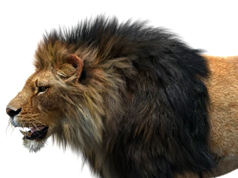Rigged Lion - Hair and Fur 3D Model