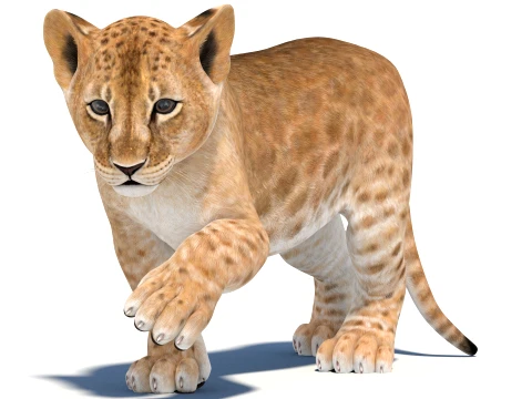 Rigged Lion Cub - Game-Ready 3D Model