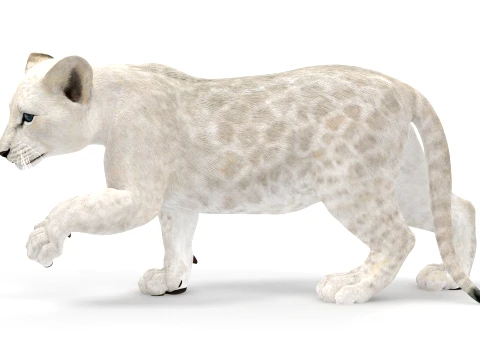 Rigged White Lion Cub - Game-Ready 3D Model
