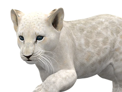 Rigged White Lion Cub - Game-Ready 3D Model