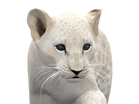 Rigged White Lion Cub - Game-Ready 3D Model
