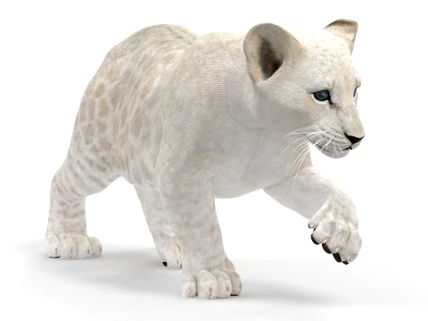 Rigged White Lion Cub - Game-Ready 3D Model