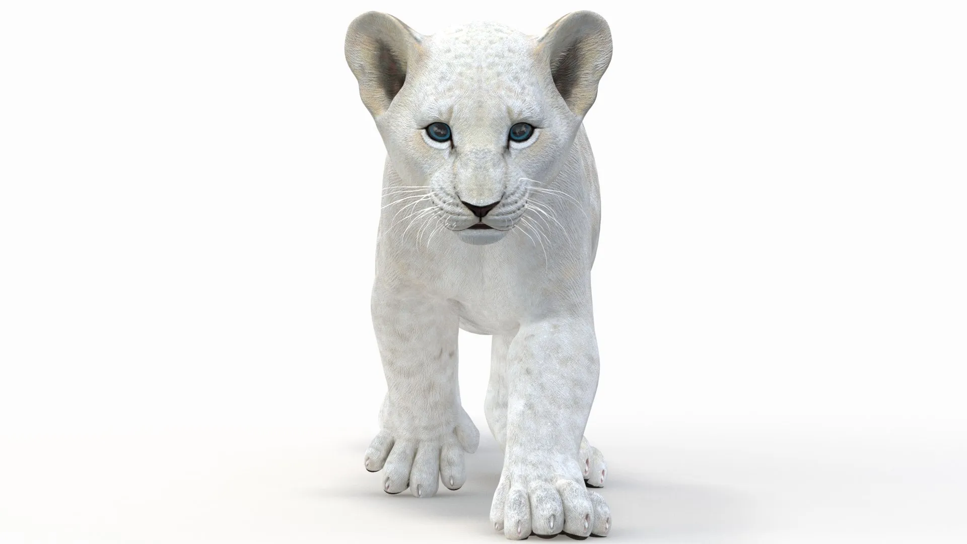 Animated White Lion Cub - Game-Ready 3D Model .c4d .max .obj .3ds .fbx .stl .blend 