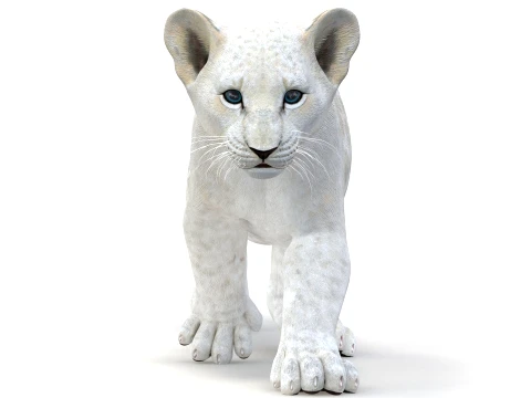 Animated White Lion Cub - Game-Ready 3D Model