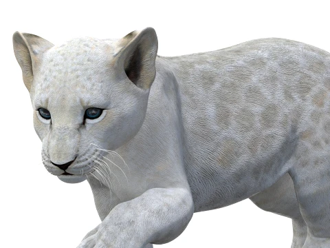 Animated White Lion Cub - Game-Ready 3D Model