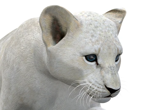Animated White Lion Cub - Game-Ready 3D Model