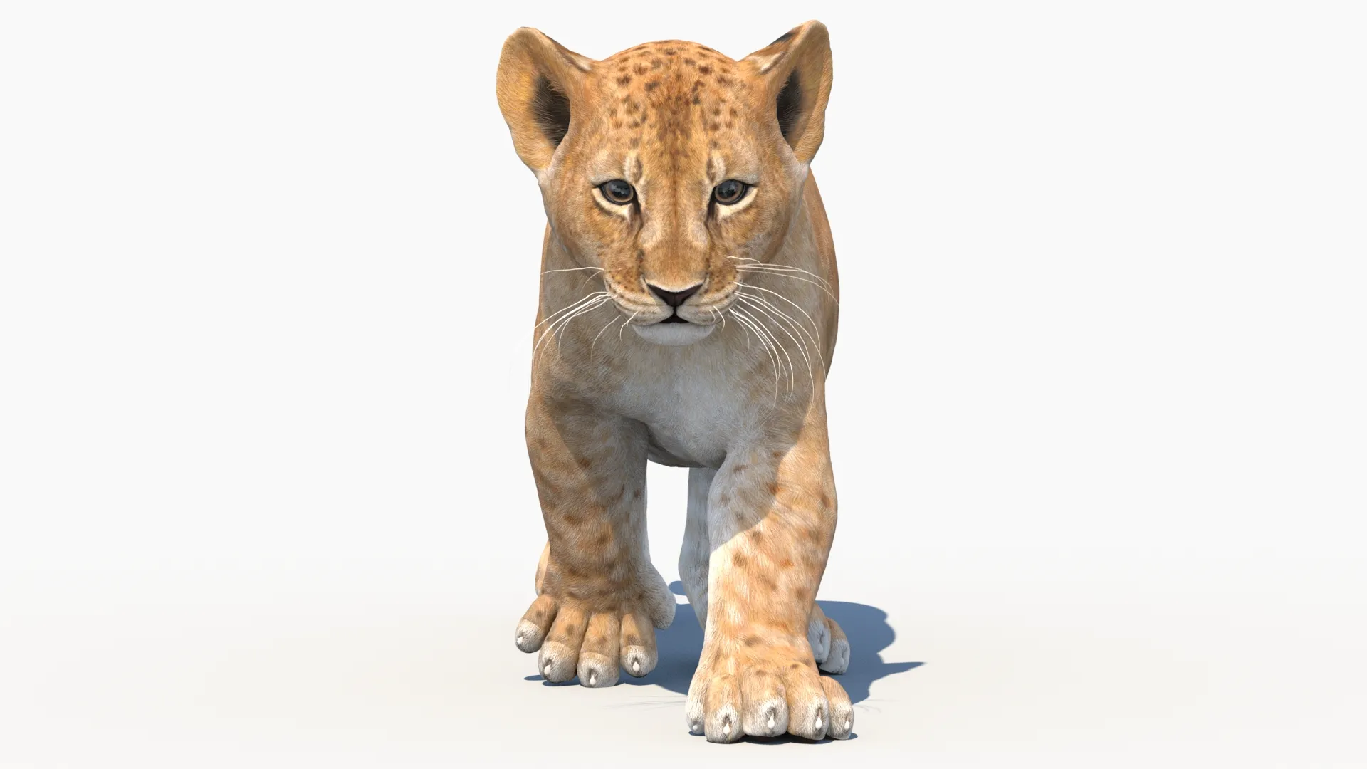 Animated Lion Cub - Game-Ready 3D Model .c4d .max .obj .3ds .fbx .stl .blend 