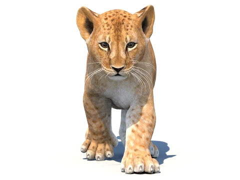 Animated Lion Cub - Game-Ready 3D Model