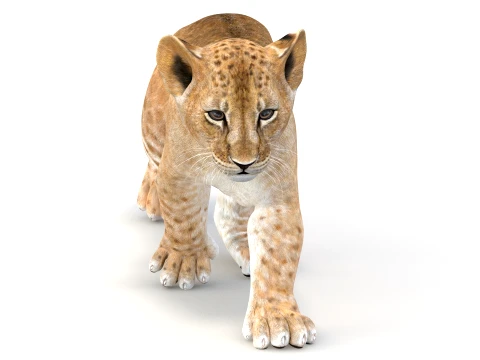 Animated Lion Cub - Game-Ready 3D Model