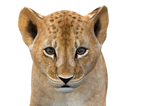 Animated Lion Cub - Game-Ready 3D Model