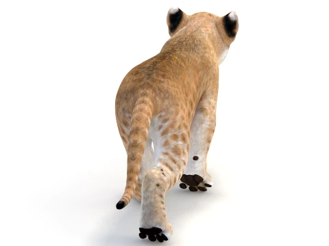 Animated Lion Cub - Game-Ready 3D Model