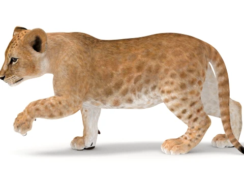 Animated Lion Cub - Game-Ready 3D Model