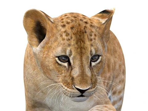 Animated Lion Cub - Game-Ready 3D Model