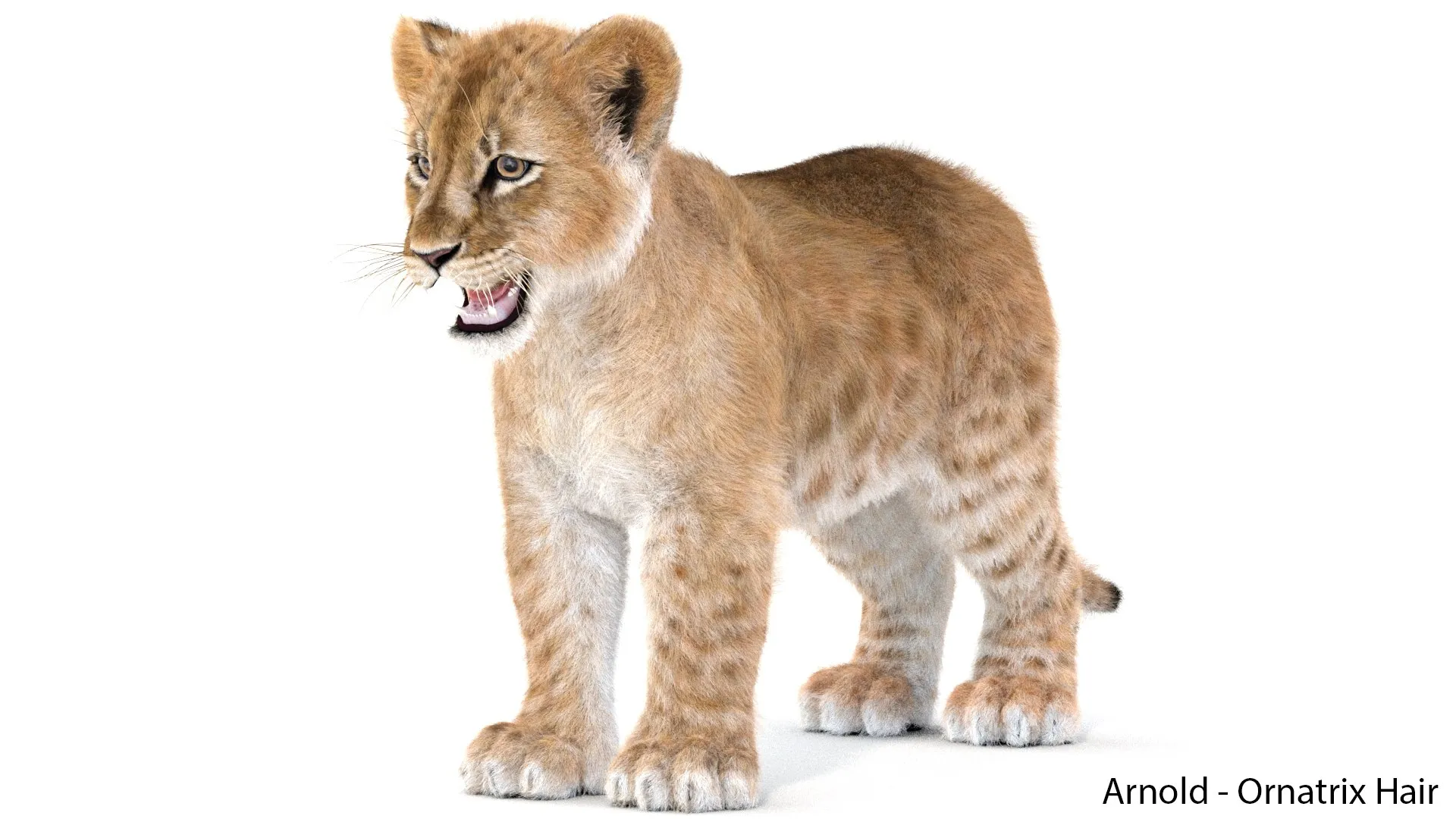 Lion Cub - Ornatrix - Hair and Fur 3D Model .c4d .max .obj .3ds .fbx .stl .blend