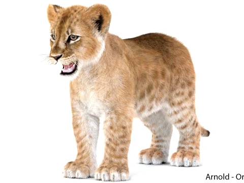 Lion Cub - Ornatrix - Hair and Fur 3D Model