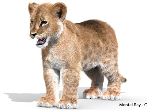 Lion Cub - Ornatrix - Hair and Fur 3D Model