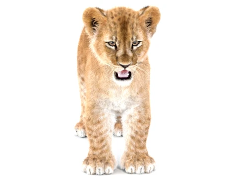 Lion Cub - Ornatrix - Hair and Fur 3D Model