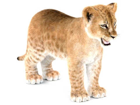 Lion Cub - Ornatrix - Hair and Fur 3D Model