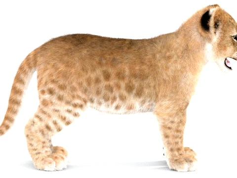 Lion Cub - Ornatrix - Hair and Fur 3D Model