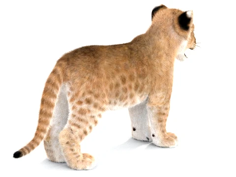 Lion Cub - Ornatrix - Hair and Fur 3D Model