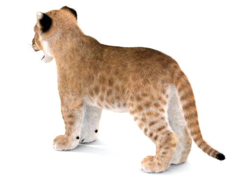 Lion Cub - Ornatrix - Hair and Fur 3D Model