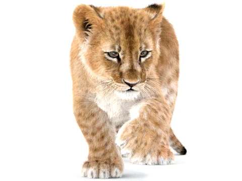 Rigged Lion Cub - Ornatrix - Hair and Fur 3D Model