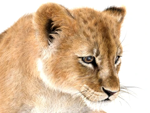 Rigged Lion Cub - Ornatrix - Hair and Fur 3D Model