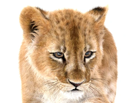 Rigged Lion Cub - Ornatrix - Hair and Fur 3D Model