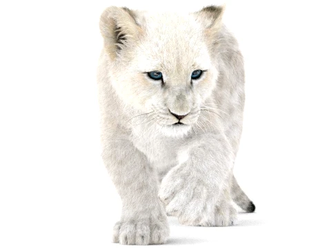 Rigged White Lion Cub - Ornatrix - Hair and Fur 3D Model