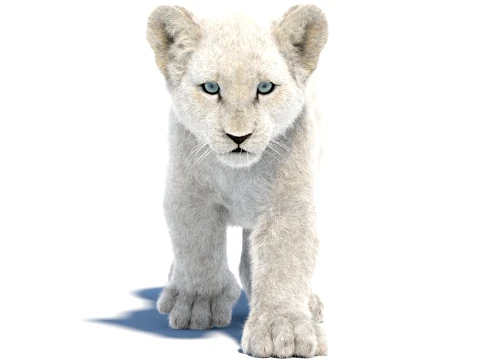 Animated White Lion Cub - Ornatrix - Hair and Fur 3D Model