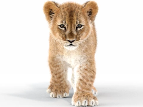 Animated Lion Cub - Ornatrix - Hair and Fur 3D Model