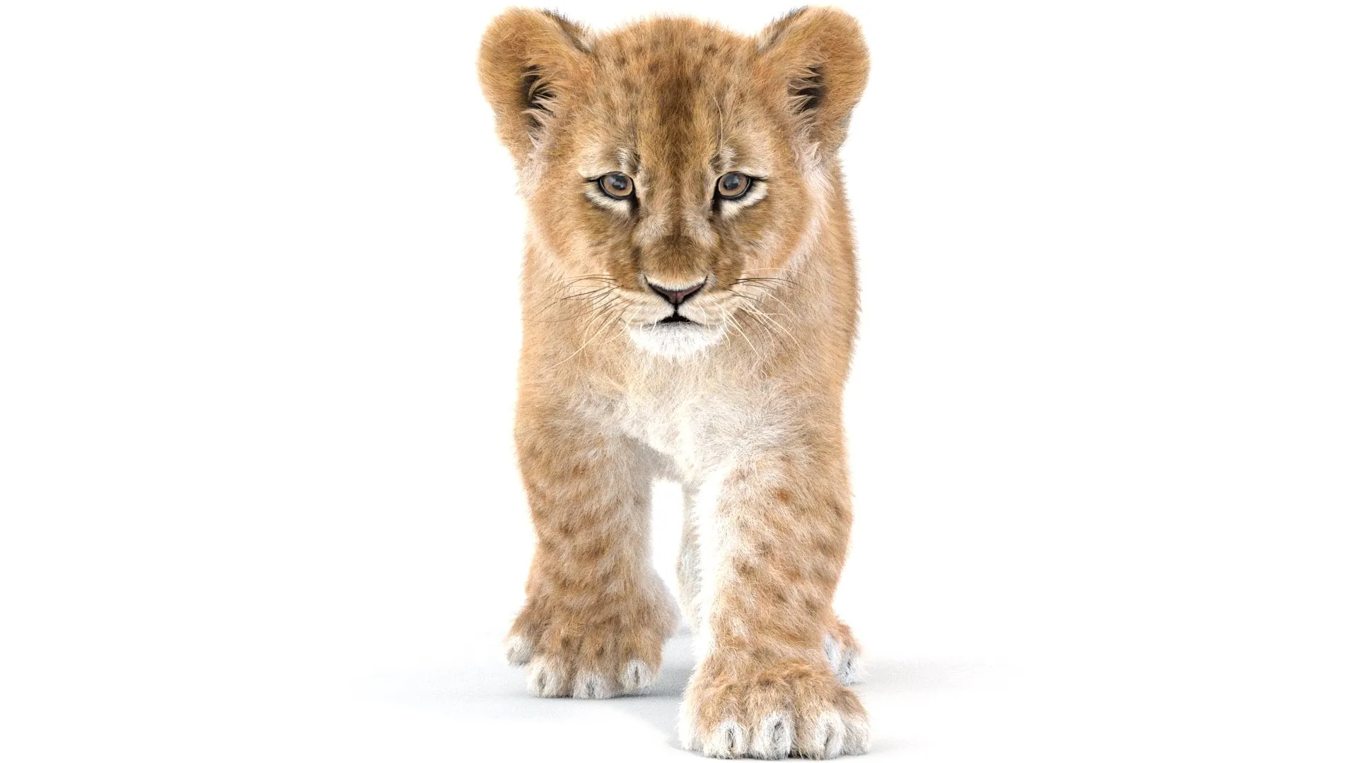 Animated Lion Cub - Ornatrix - Hair and Fur 3D Model .c4d .max .obj .3ds .fbx .stl .blend