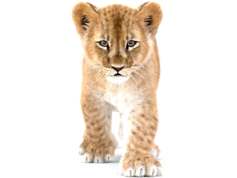 Animated Lion Cub - Ornatrix - Hair and Fur 3D Model