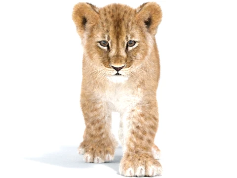 Animated Lion Cub - Ornatrix - Hair and Fur 3D Model